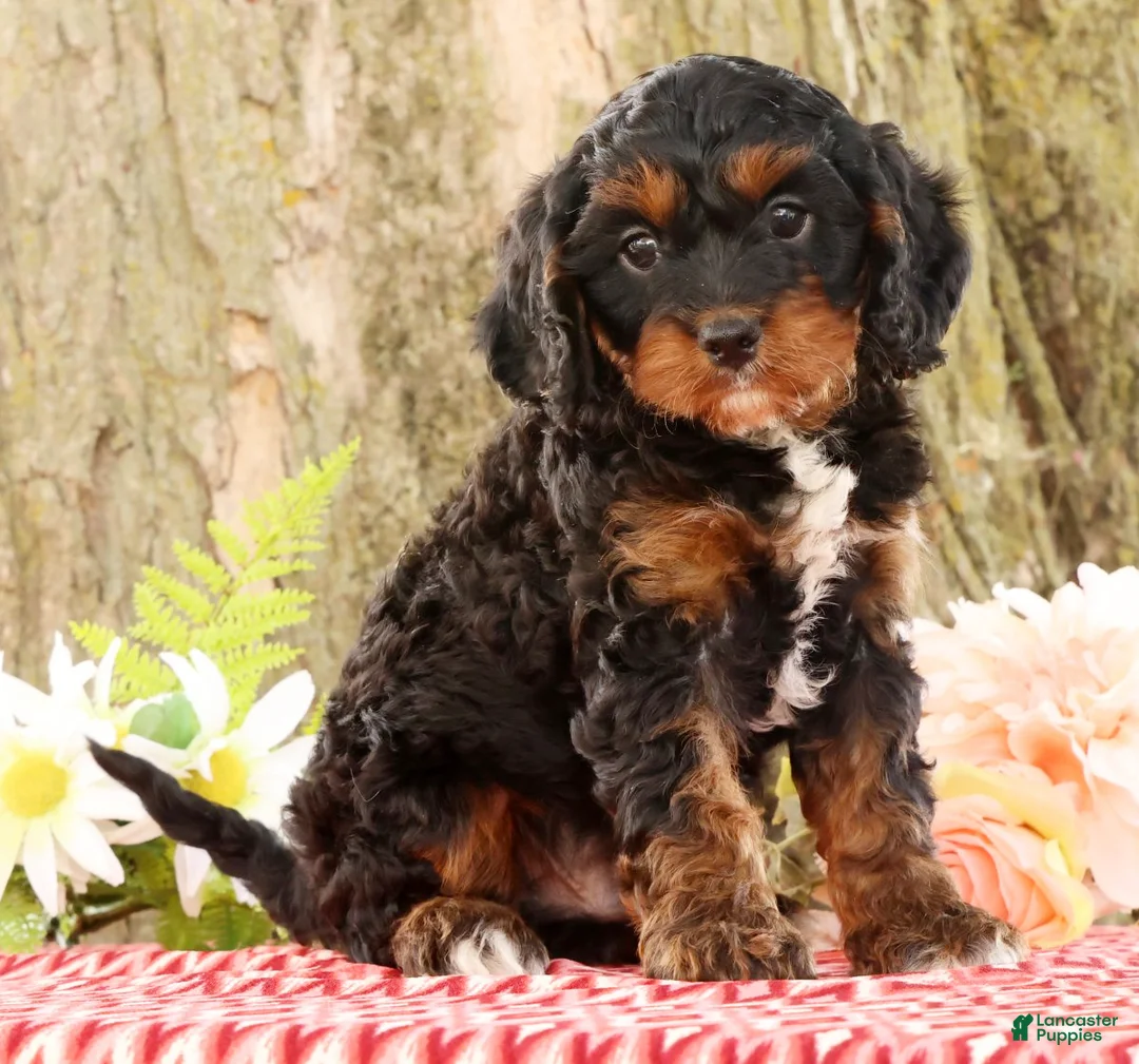 Cavapoo dogs for sale: Jasper - Ad 1