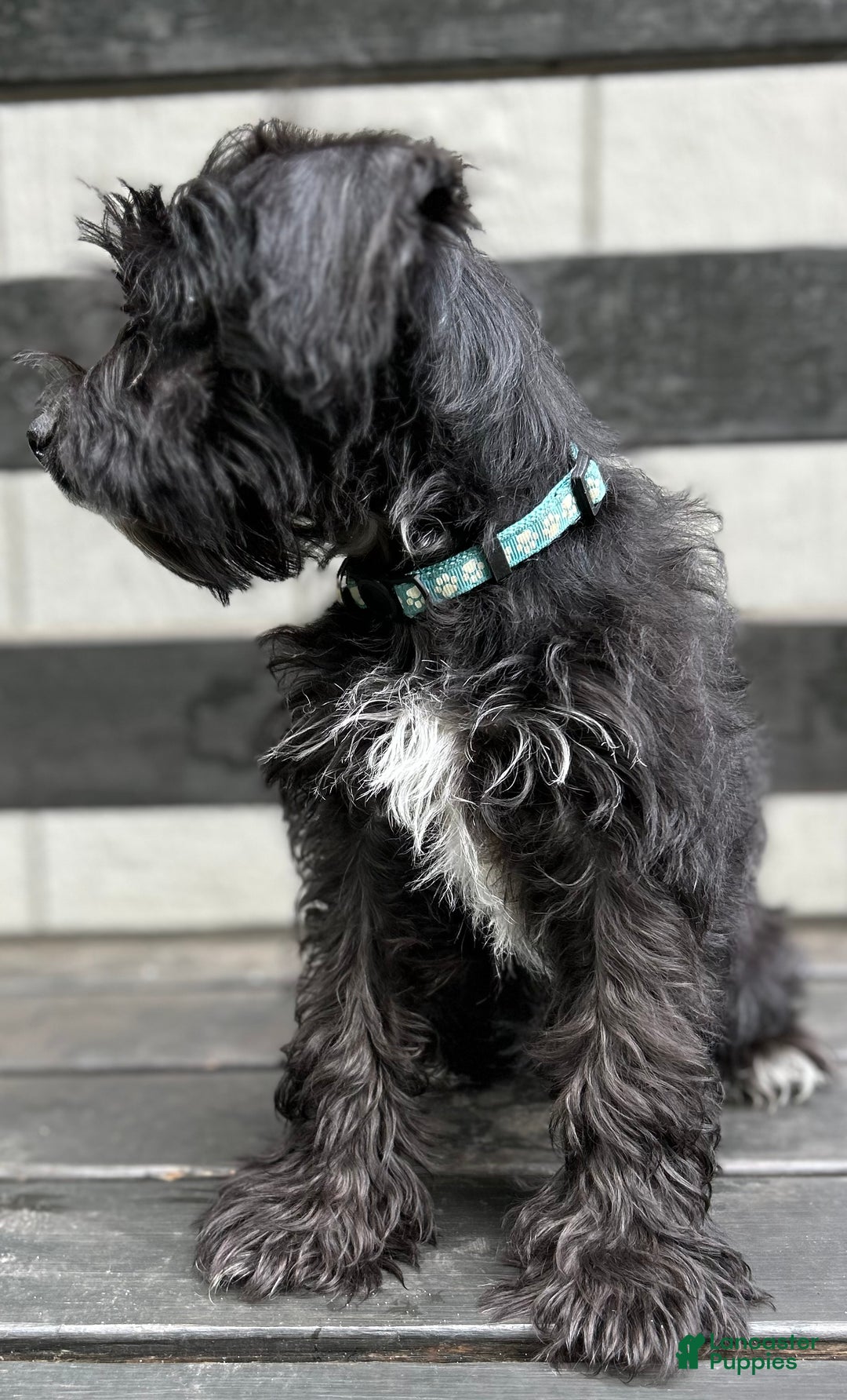 Miniature Schnauzer dogs for sale: Cory - Ad 3