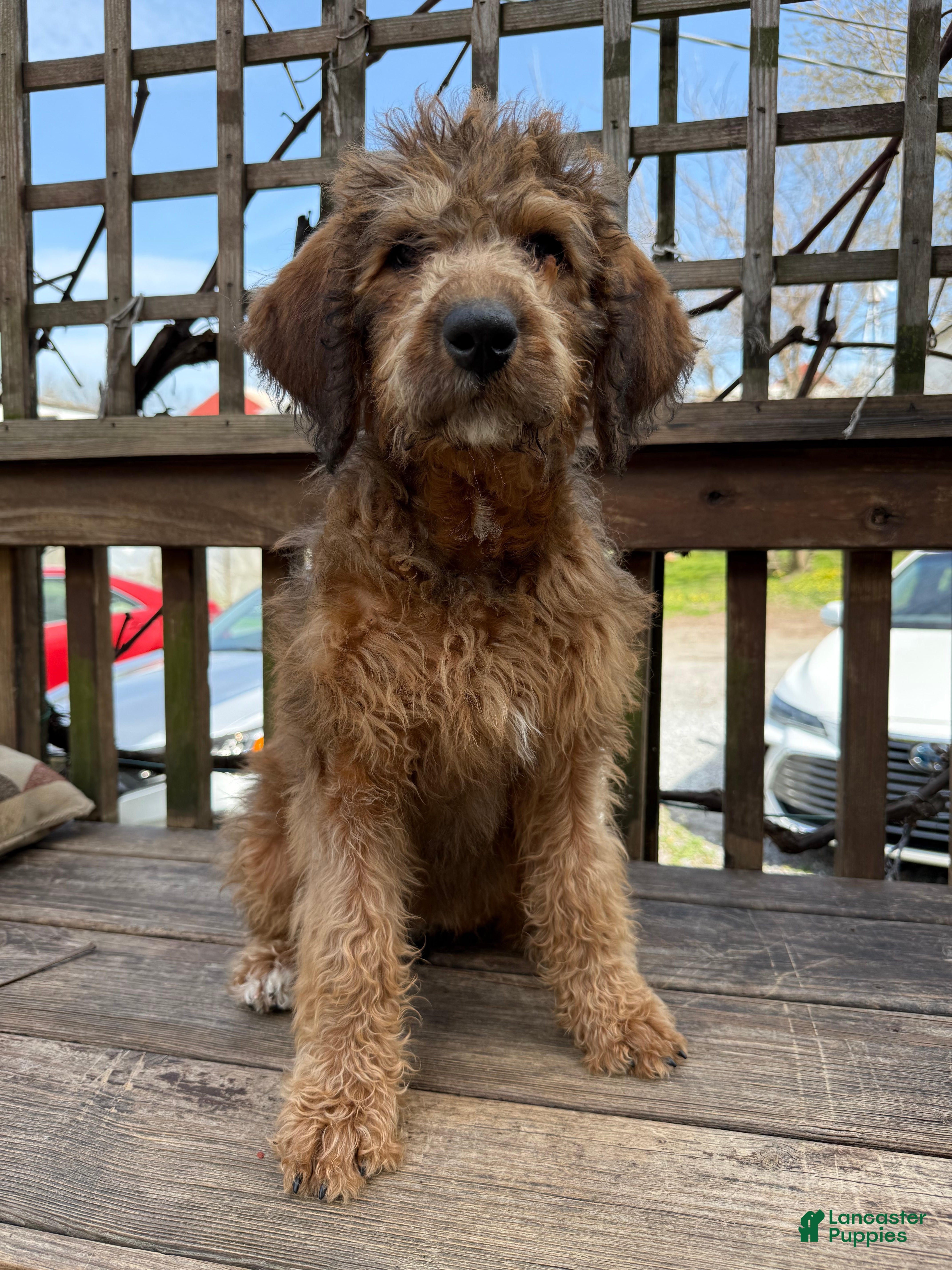 Mixed Breed dogs Sandy - Ad 1