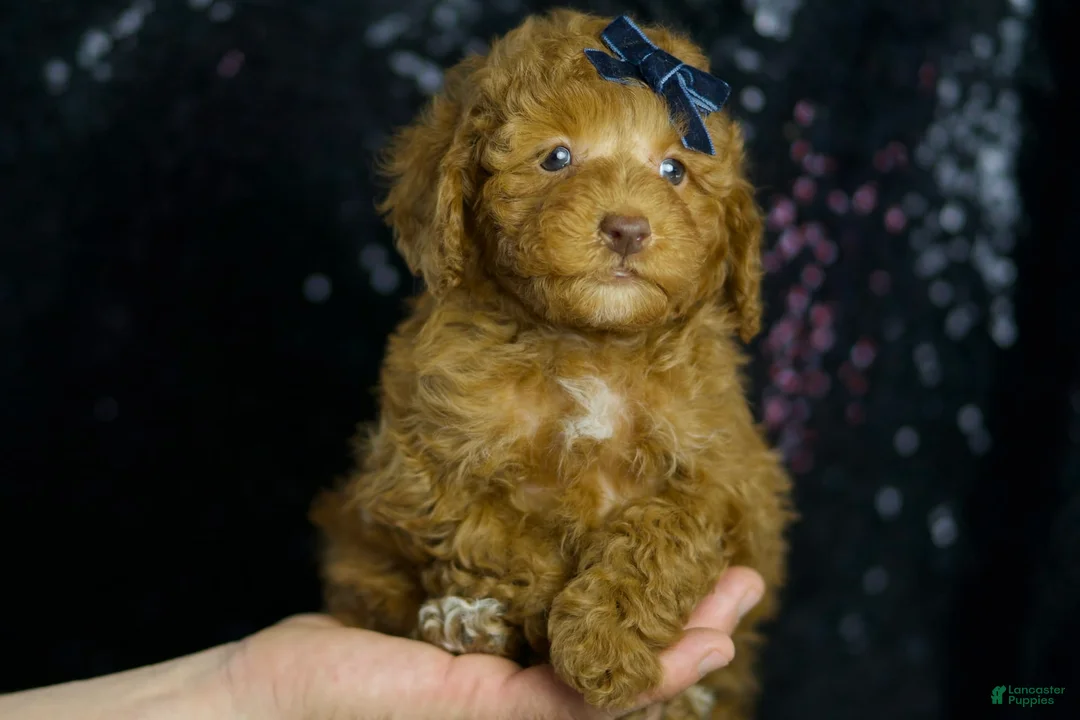 Toy Poodle dogs for sale: Tabasco - Ad 1