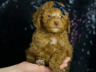 Toy Poodle dogs Tabasco - Ad 10
