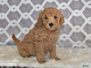 Mini Goldendoodle dogs - Ad 4