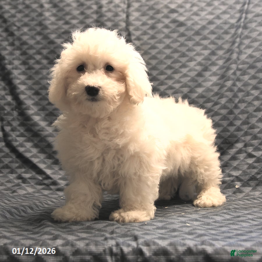 Bichon Frise dogs Fred - Ad 35