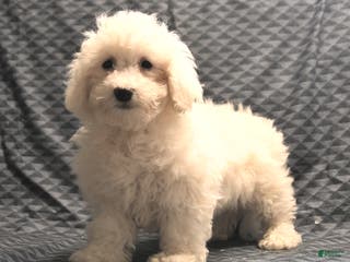 Bichon Frise dogs Fred - Ad 35