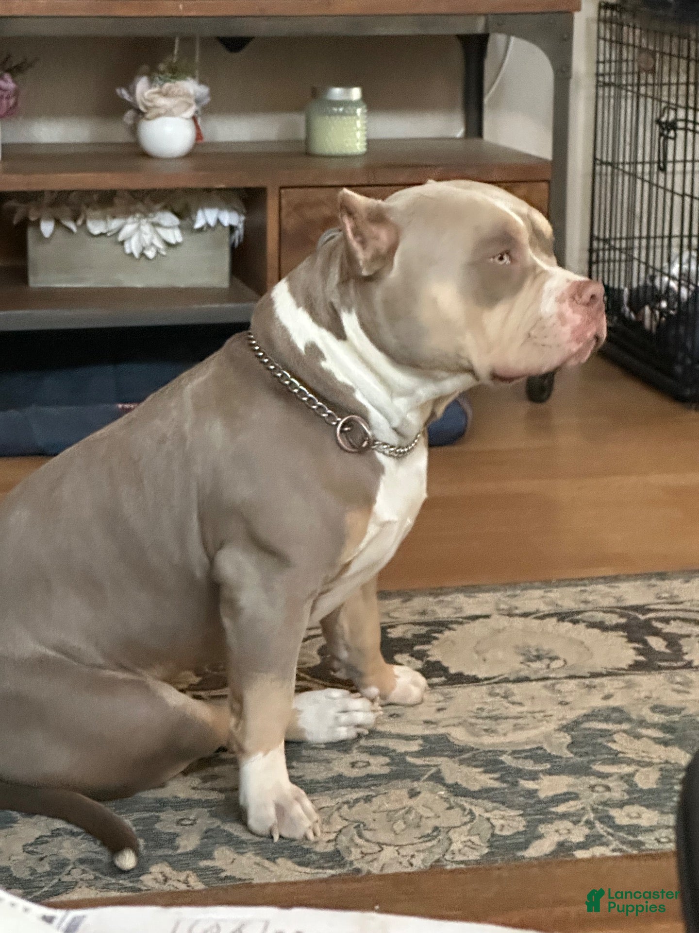 American Bully dogs Deschamps Bullies Gordo - Ad 2