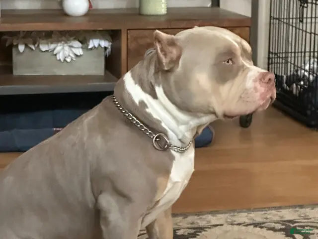 American Bully dogs for stud: Deschamps Bullies Gordo - Ad 2