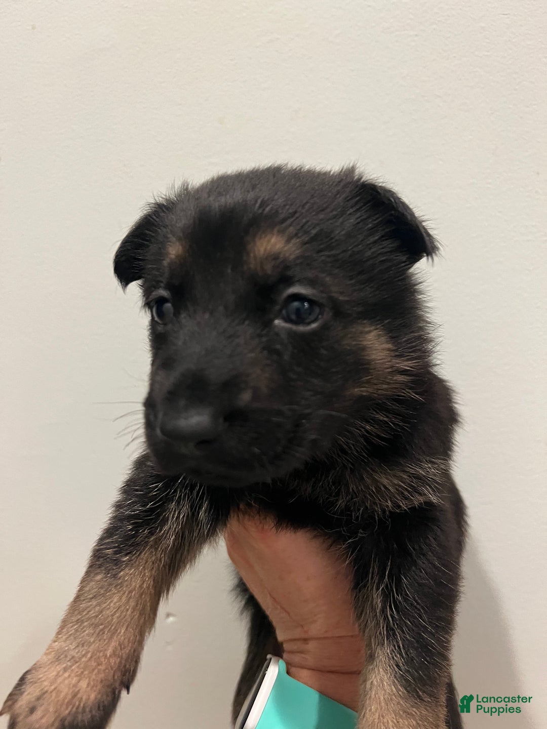 German Shepherd dogs for sale: Bonnie- German Shepherd Puppy  - Ad 1
