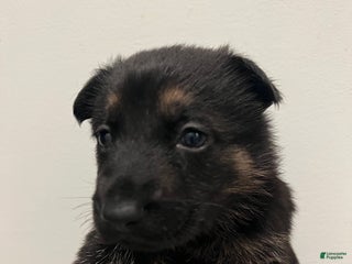 German Shepherd dogs Bonnie- German Shepherd Puppy - Ad 29
