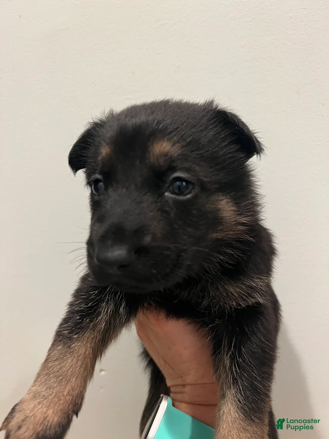 German Shepherd dogs for sale: Bonnie- German Shepherd Puppy  - Ad 7