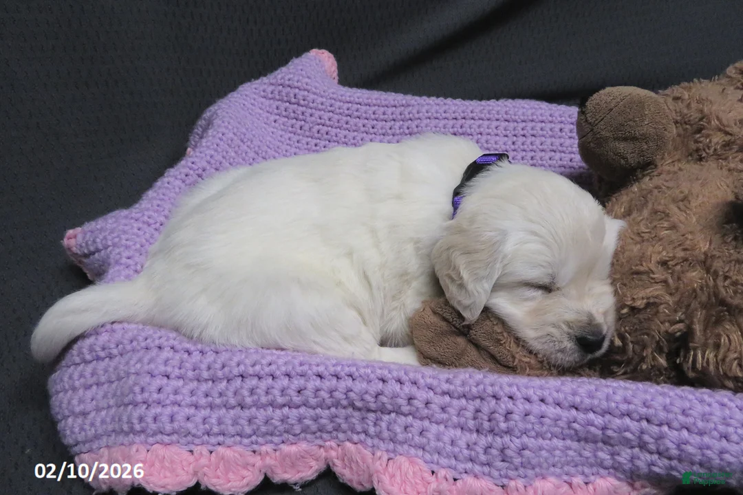 Golden Retriever dogs for sale: Sugar - Ad 8