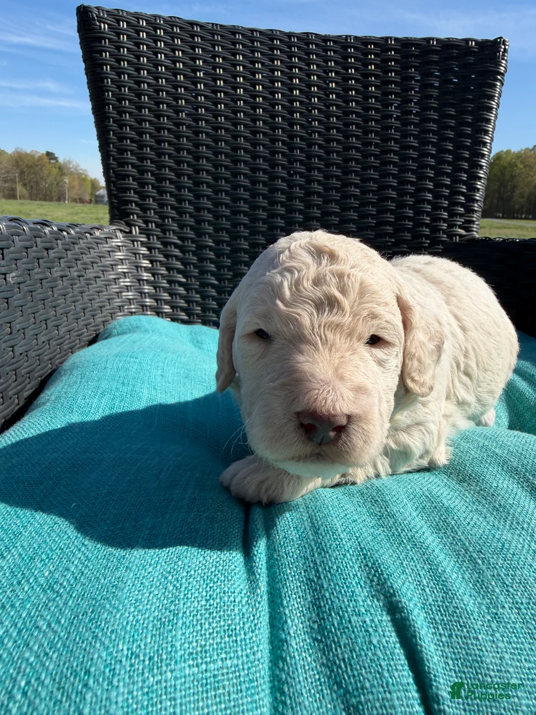 Mixed Breed dogs for sale: Cadbury - Ad 2