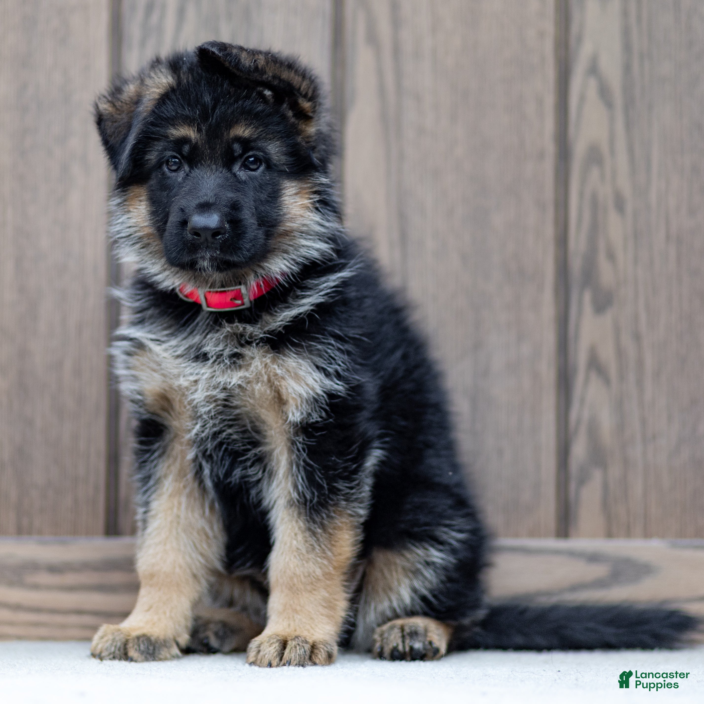 German Shepherd dogs Zinnia - Ad 2