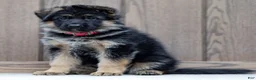German Shepherd dogs for sale: Zinnia - Ad 2
