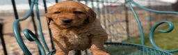 Golden Retriever dogs for sale: Duke - Ad 6