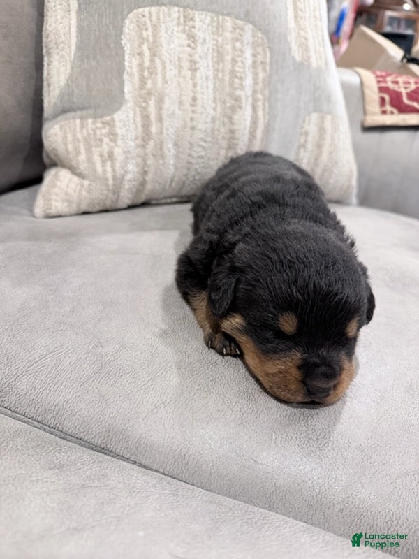 Rottweiler dogs Rottweiler Boy 2 - Ad 1