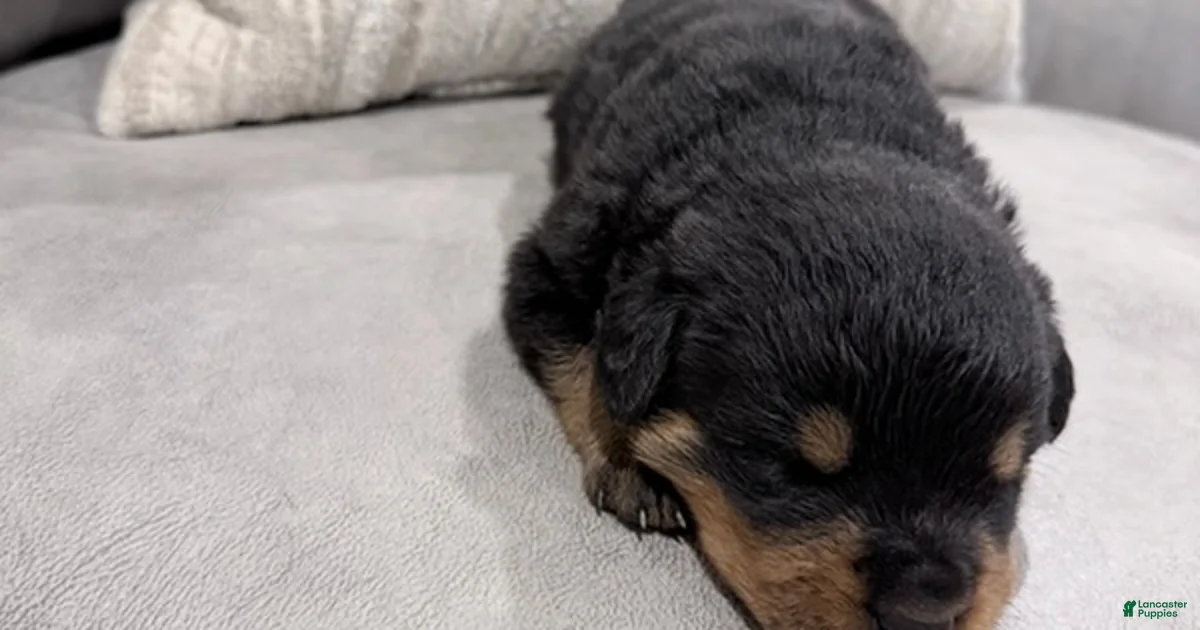 Rottweiler Boy 2 Rottweiler for sale in Lufkin | Lancaster Puppies