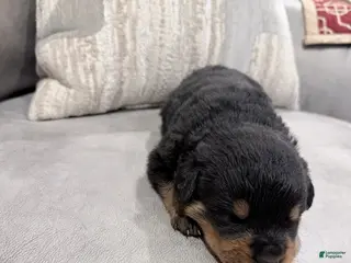Rottweiler dogs for sale: Rottweiler Boy 2 - Ad 4