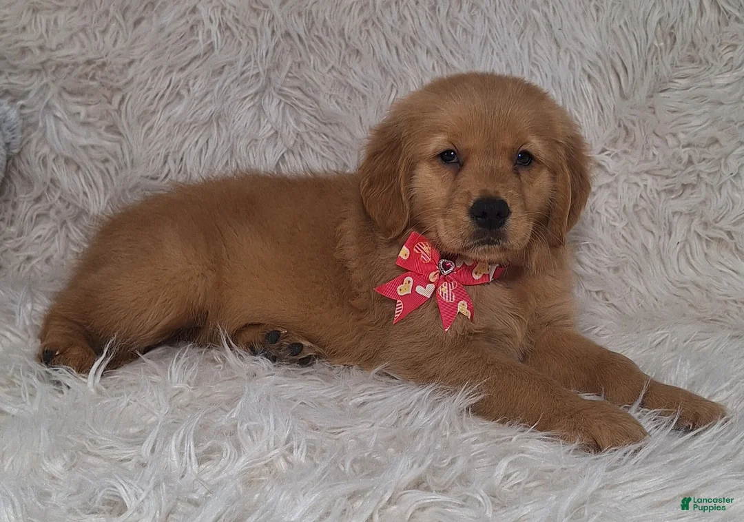 Golden Retriever dogs for sale: Emiko - Ad 2