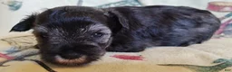 Miniature Schnauzer dogs for sale: Girl 3 - Ad 11
