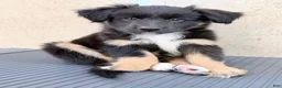 Australian Shepherd dogs for sale: Maggie - Ad 3