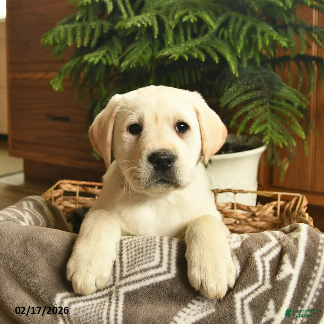 Labrador Retriever dogs for sale: Goliath  - Ad 4