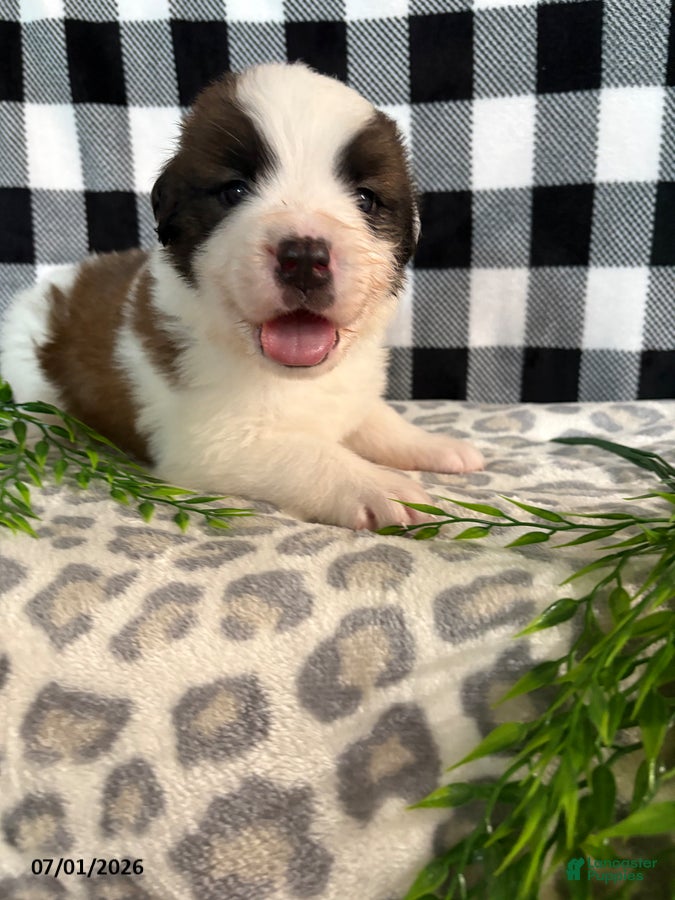 Saint Bernard dogs Durmax - Ad 1