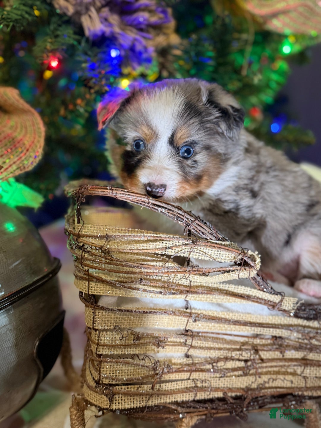 Miniature Australian Shepherd dogs for sale: GREEN - Ad 6