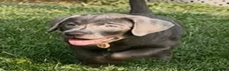 Labrador Retriever dogs for sale: Labrador Retriever 1 - Ad 14