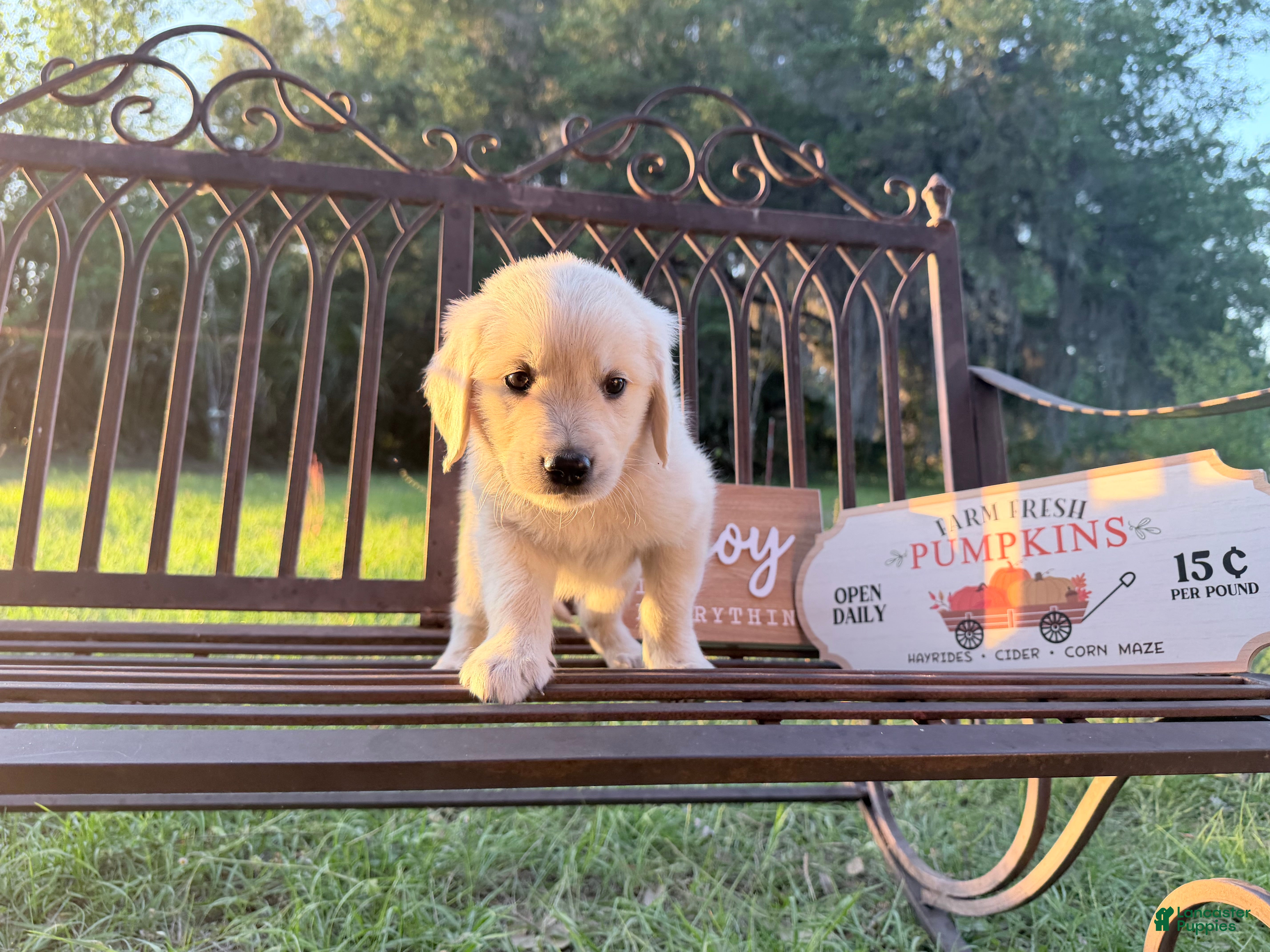 Golden Retriever dogs Barbie of Avalon - female Golden retriever great Service dog prospect ! - Ad 1