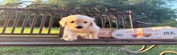 Golden Retriever dogs for sale: Barbie of Avalon - female Golden retriever great Service dog prospect ! - Ad 1