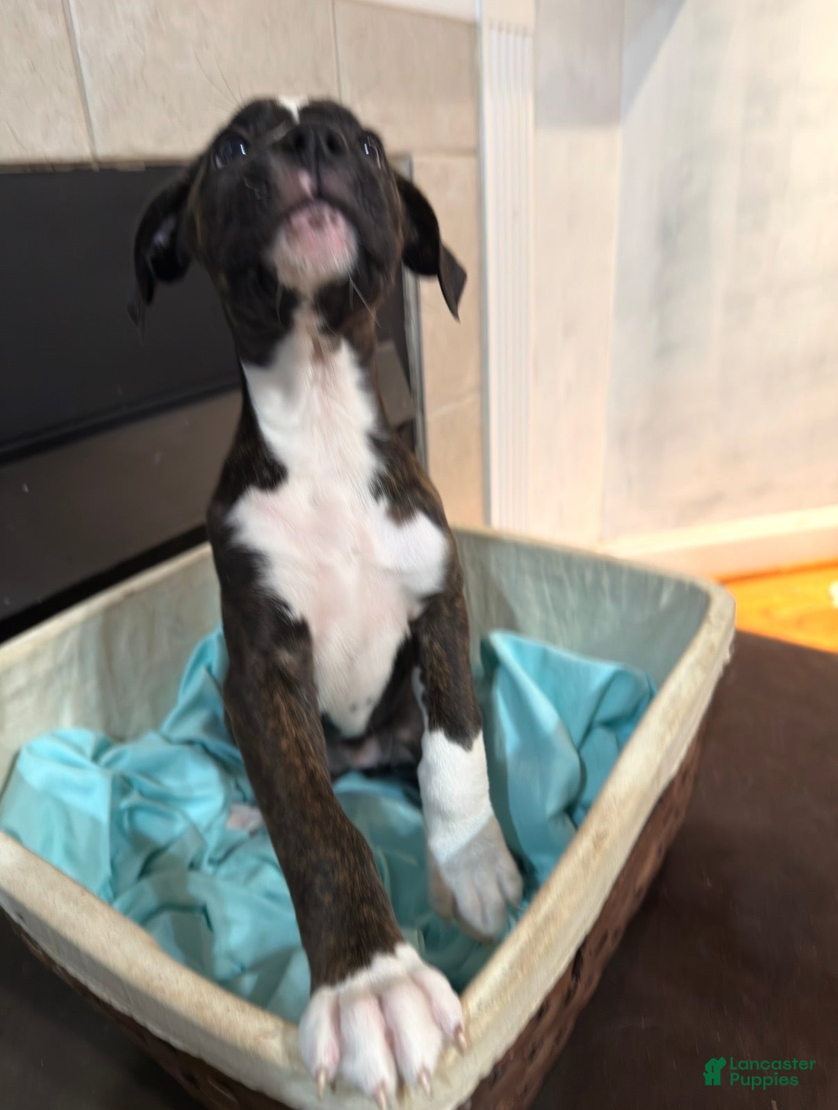 Mixed Breed dogs Boxenese Girl 4 - Ad 34