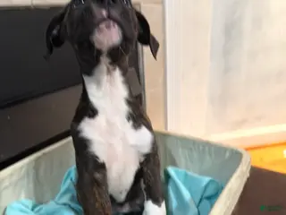 Mixed Breed dogs Boxenese Girl 4 - Ad 34