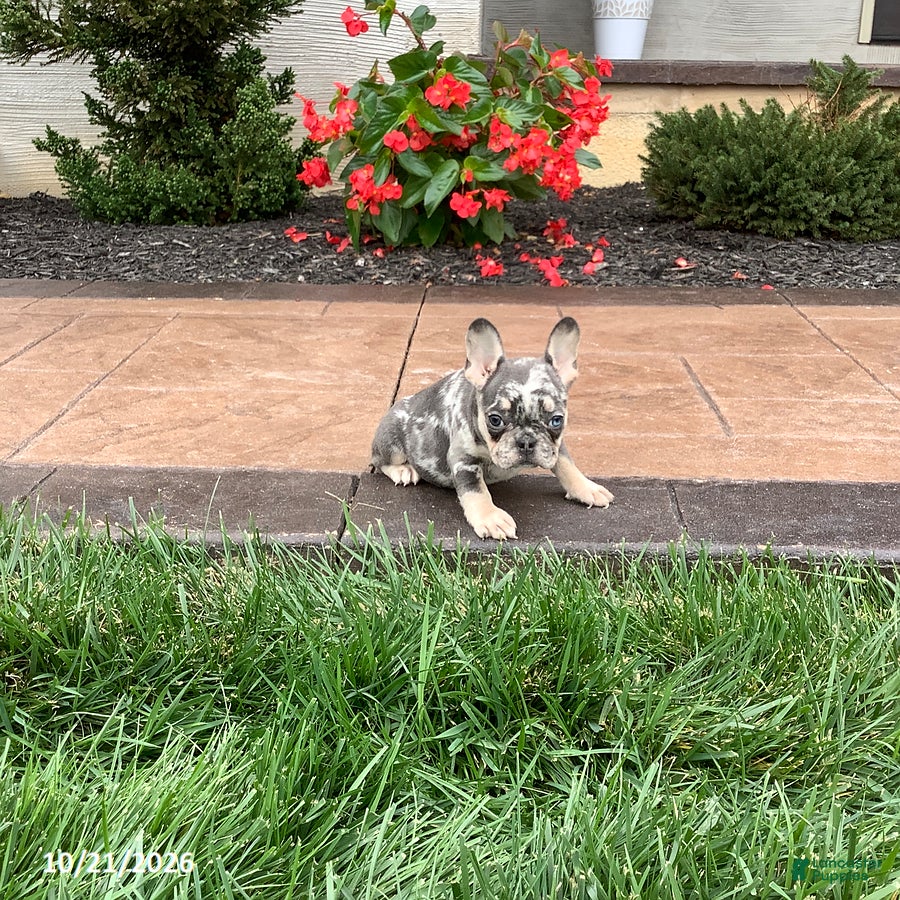 French Bulldog dogs Queenie - Ad 2