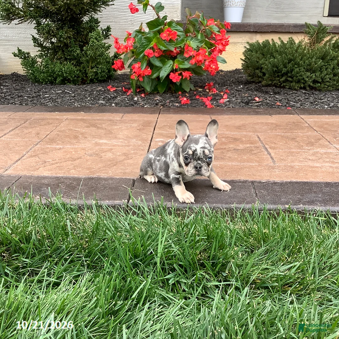 French Bulldog dogs for sale: Queenie - Ad 2