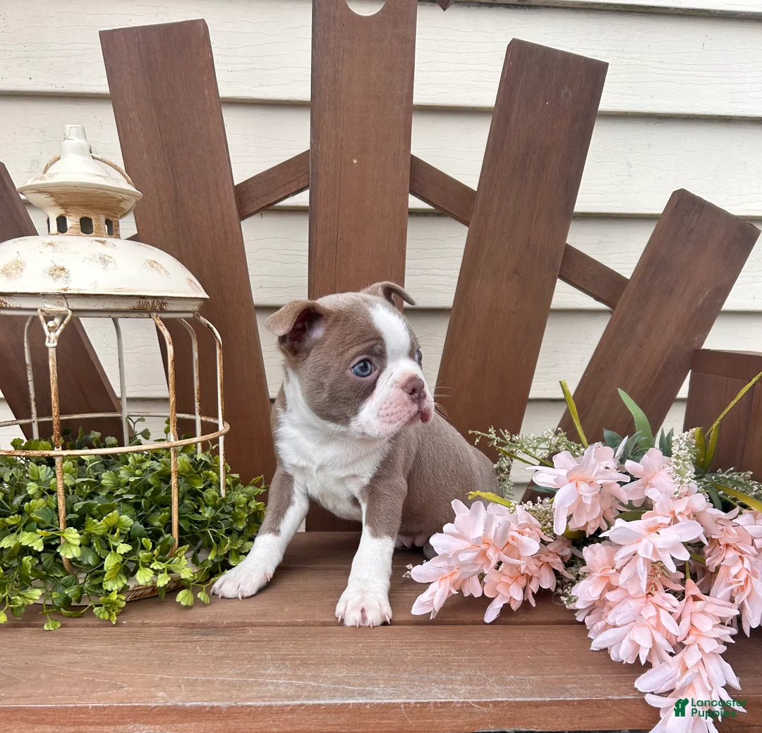 Boston Terrier dogs for sale: Tanner - Ad 3