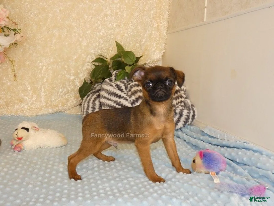 Brussels Griffon dogs for sale: Ollie - Ad 2