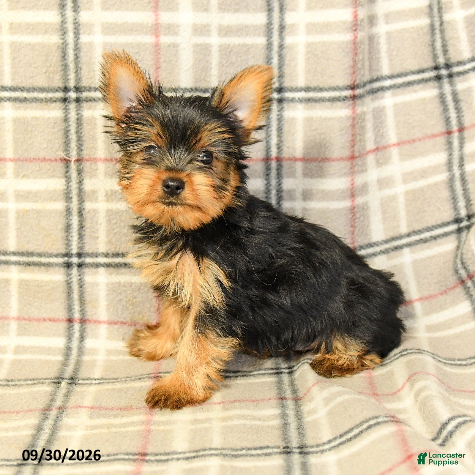Yorkshire Terrier dogs Julian - Ad 2