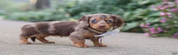 Miniature Dachshund dogs for sale: Rosie - Ad 10