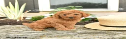 Mini Goldendoodle dogs for sale: Lulu - Ad 2