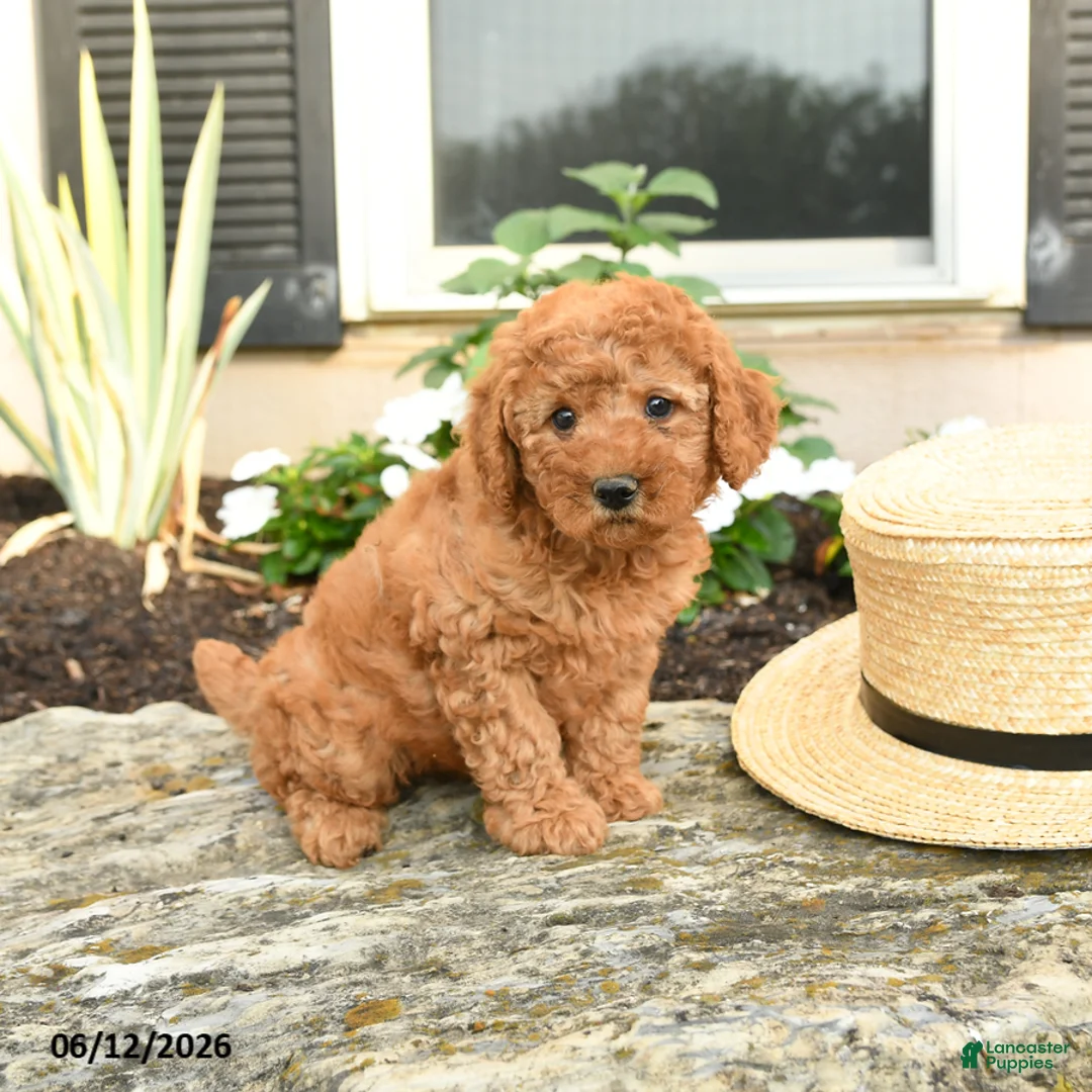 Mini Goldendoodle dogs for sale: Lulu - Ad 2