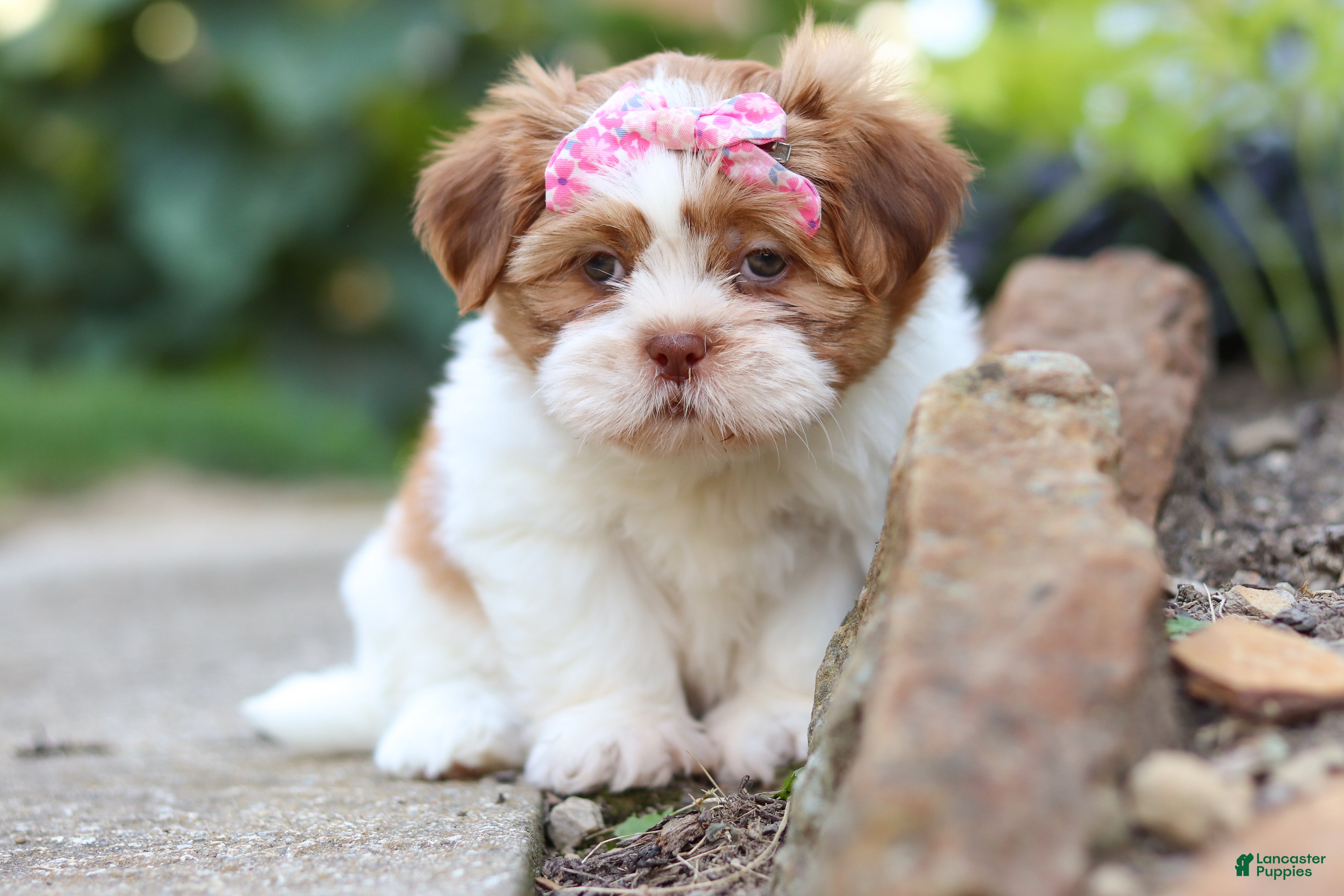 Shih Tzu dogs Goldie - Ad 2