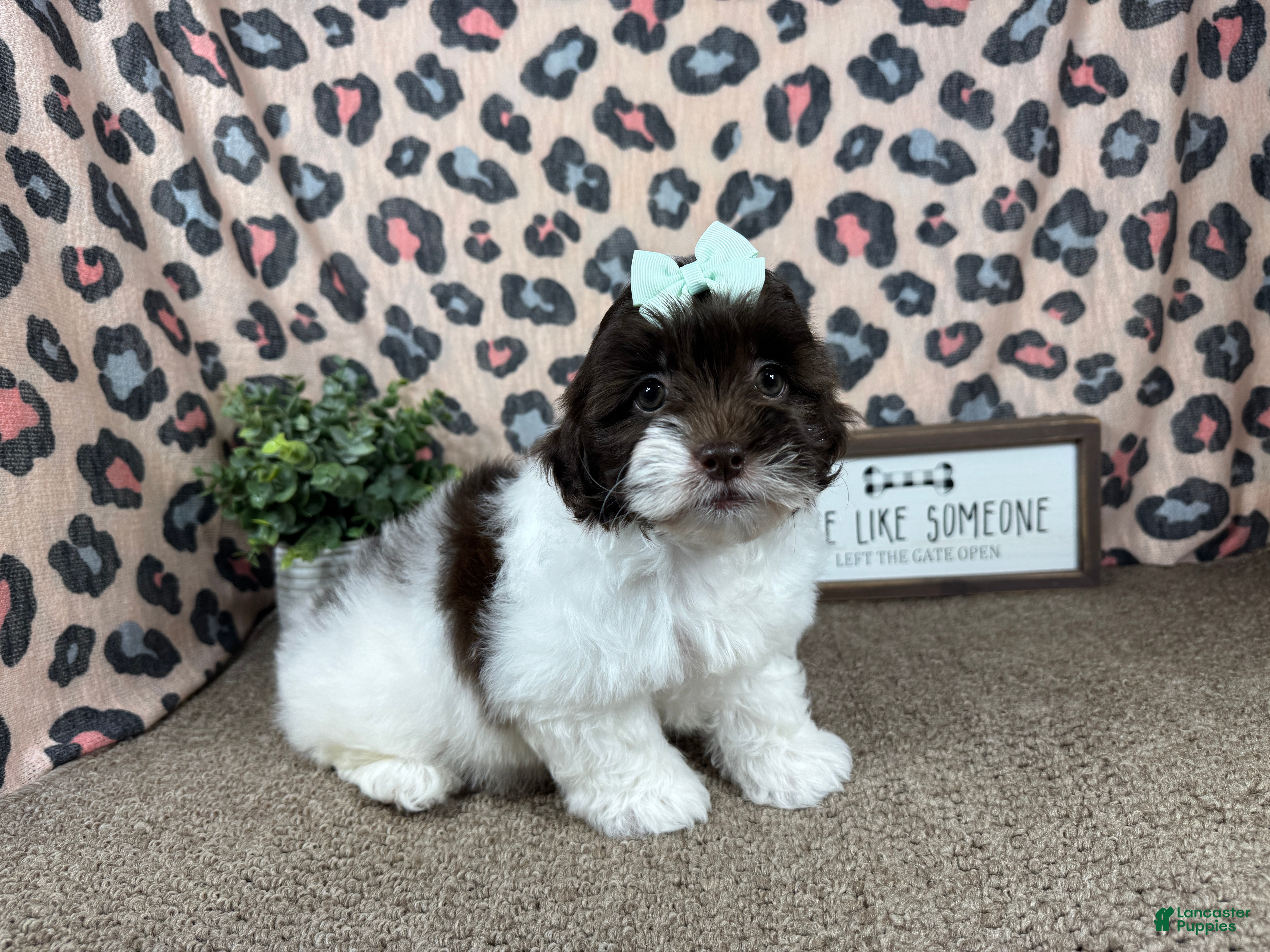 Shihpoo dogs Shihpoo 2 - Ad 16
