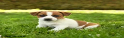 Jack Russell Terrier dogs for sale: Hazel - Ad 3
