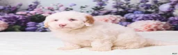 Mini Goldendoodle dogs for sale: Canela - Ad 5