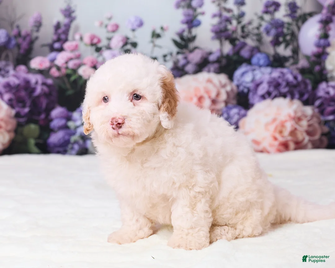 Mini Goldendoodle dogs for sale: Canela - Ad 5
