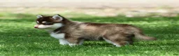 Pomsky dogs for sale: Cosmo - Ad 4