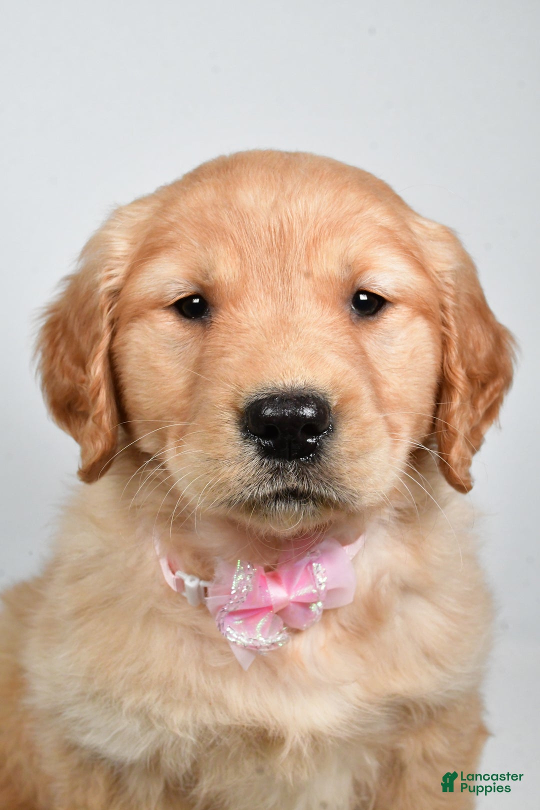 Golden Retriever dogs for sale: Lainey - Ad 2