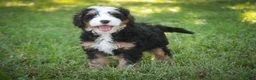 Mini Bernedoodle dogs for sale: Mooney Mini Bernedoodle  - Ad 6
