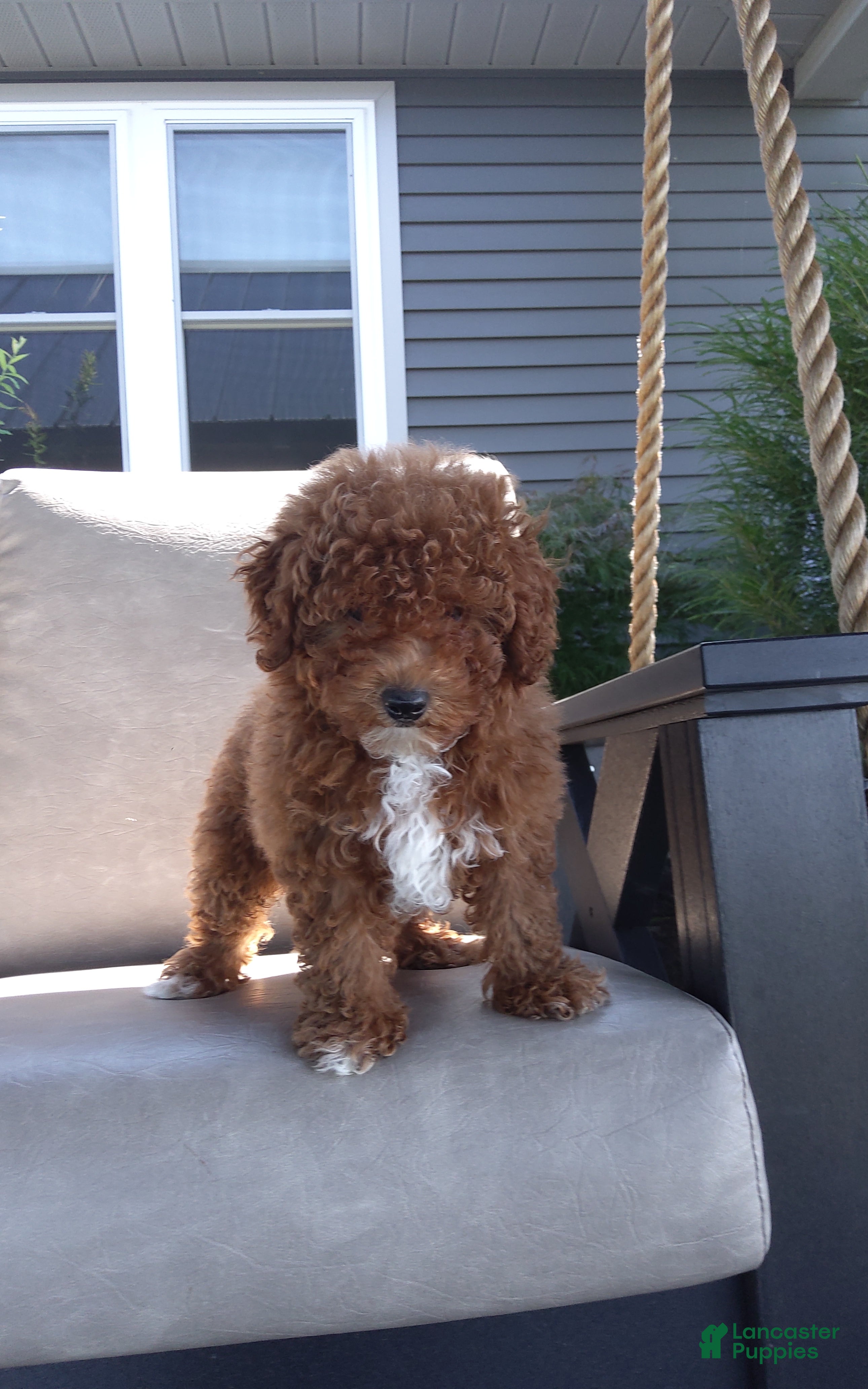 Miniature Poodle dogs Buster - Ad 2
