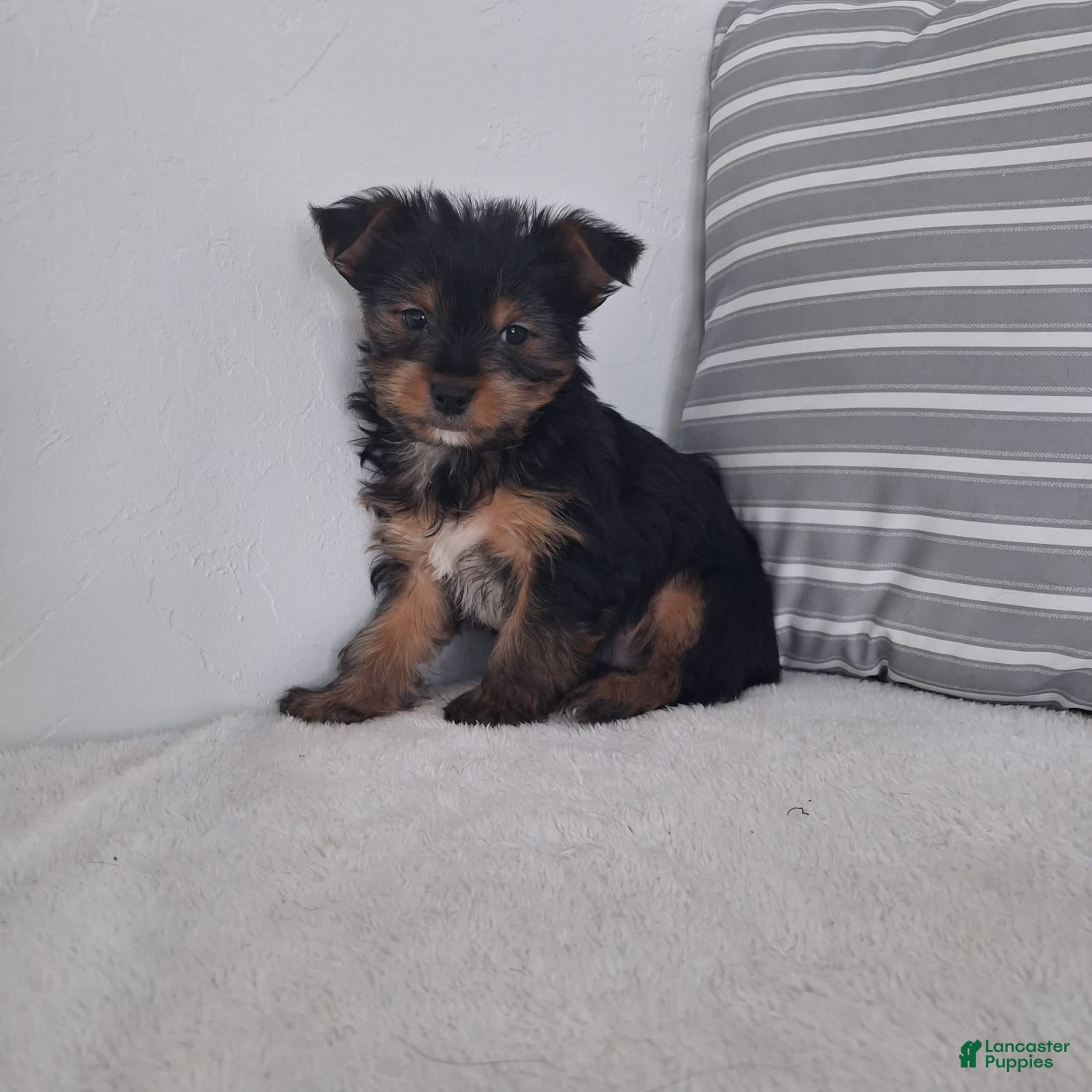 Yorkshire Terrier dogs Koby - Ad 15